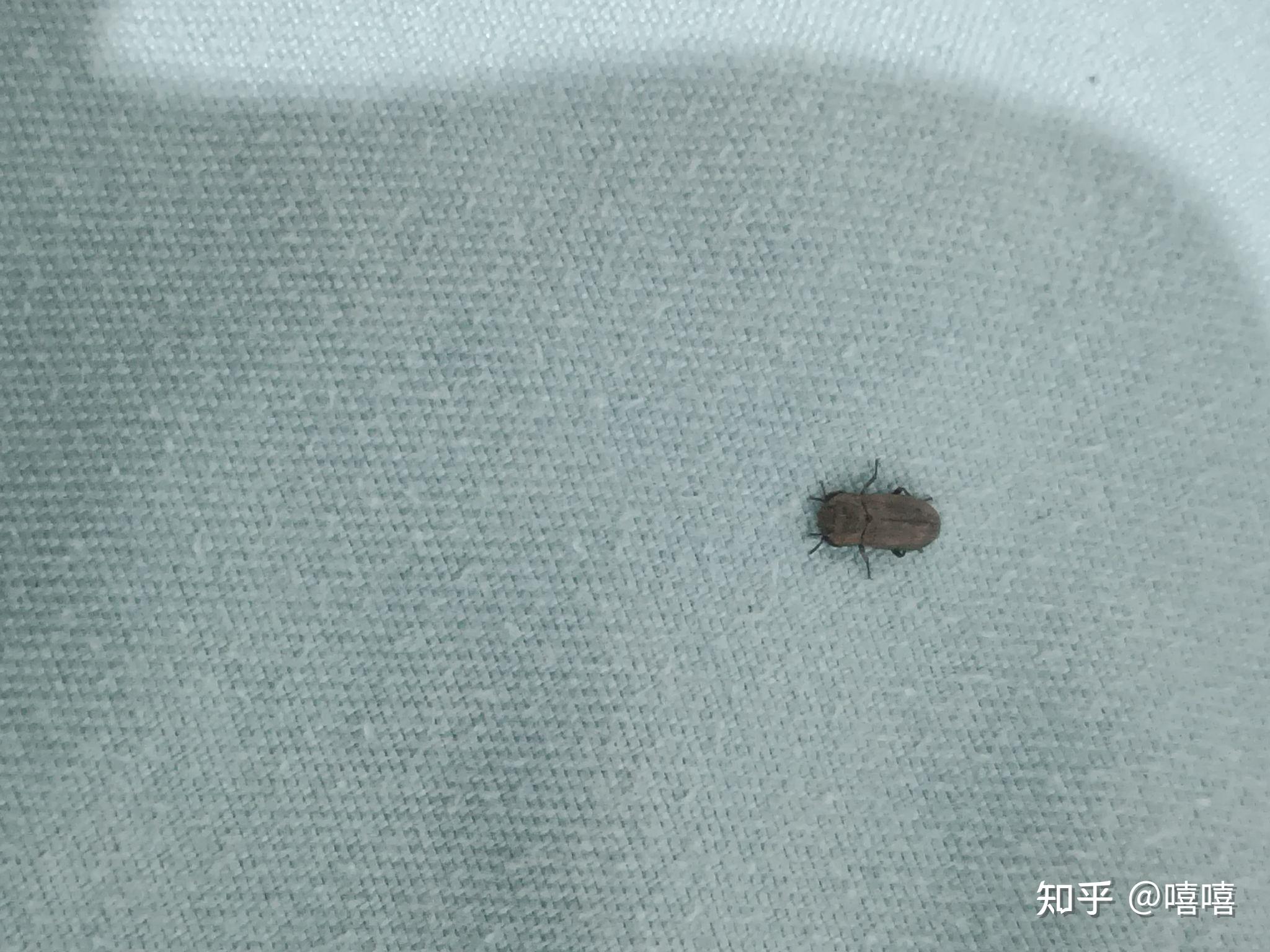 大家帮我看看,这是蟑螂幼虫吗?最近家里发现了几次?