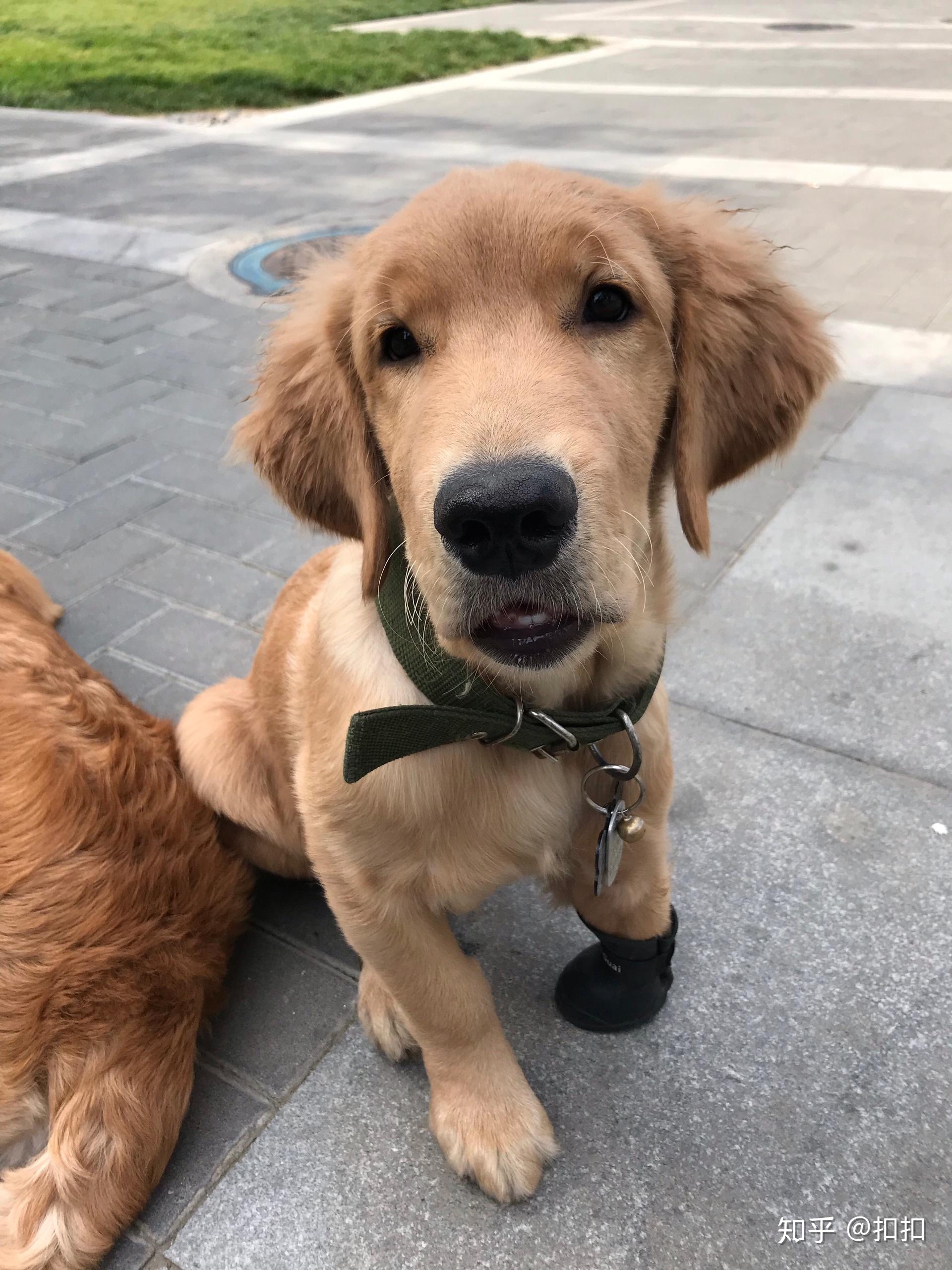 金毛四个月应该是什么样?