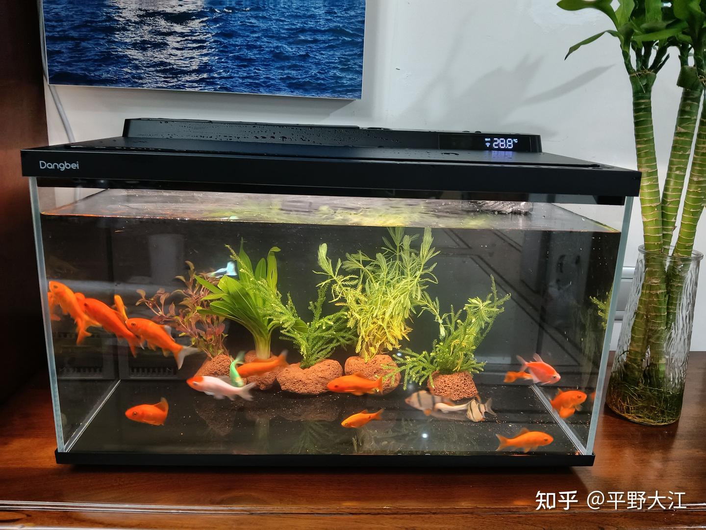 618 值得闭眼入的桌面好物!换掉翻车无数次的普通鱼缸,当贝 2S Ultra 才是成年人养鱼的正确打开方式