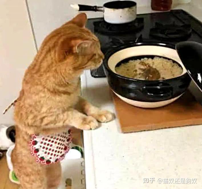 为什么“橘猫”的弃养率这么高?网友:养过一次就怕了