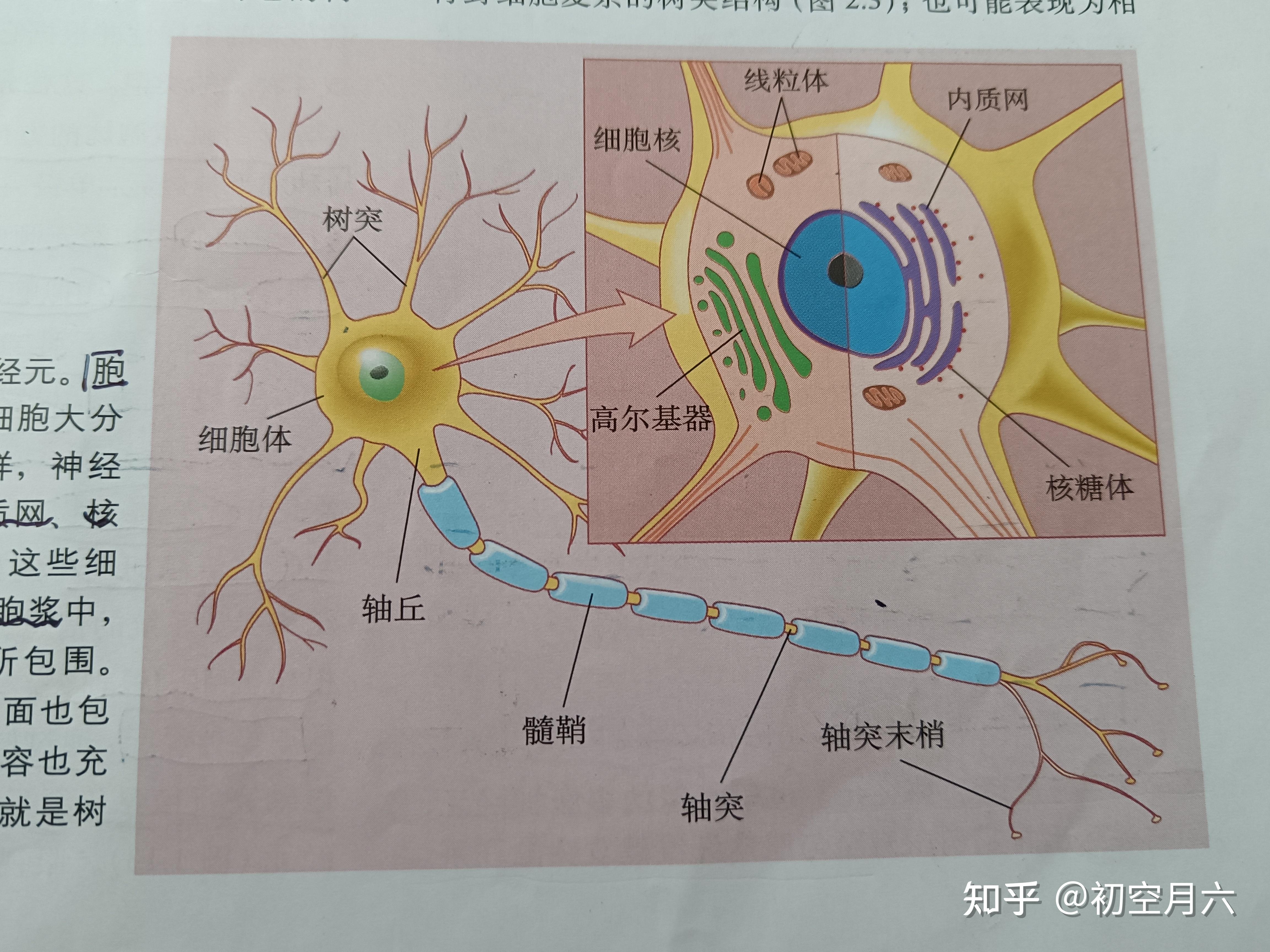 神经元胞体结构图图片