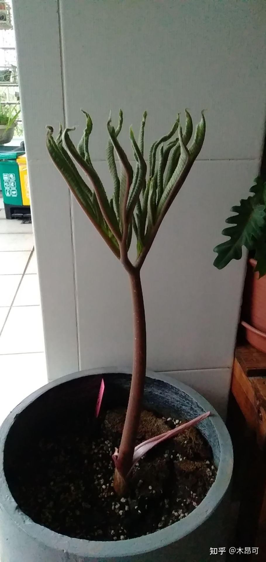 巫蛊百合怎么样