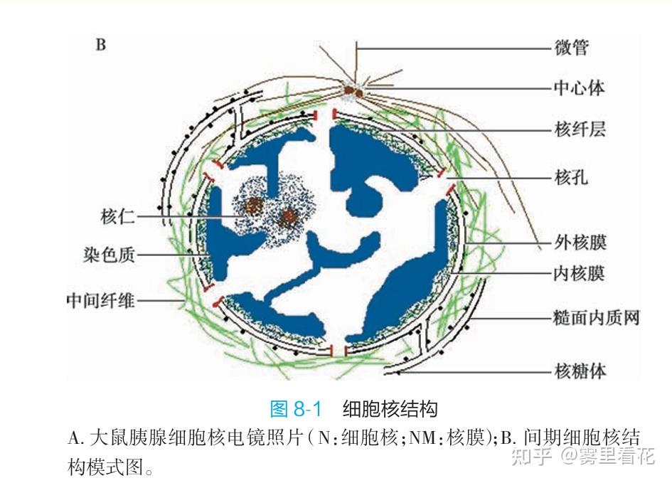 线粒体-细胞死亡程序 - 知乎