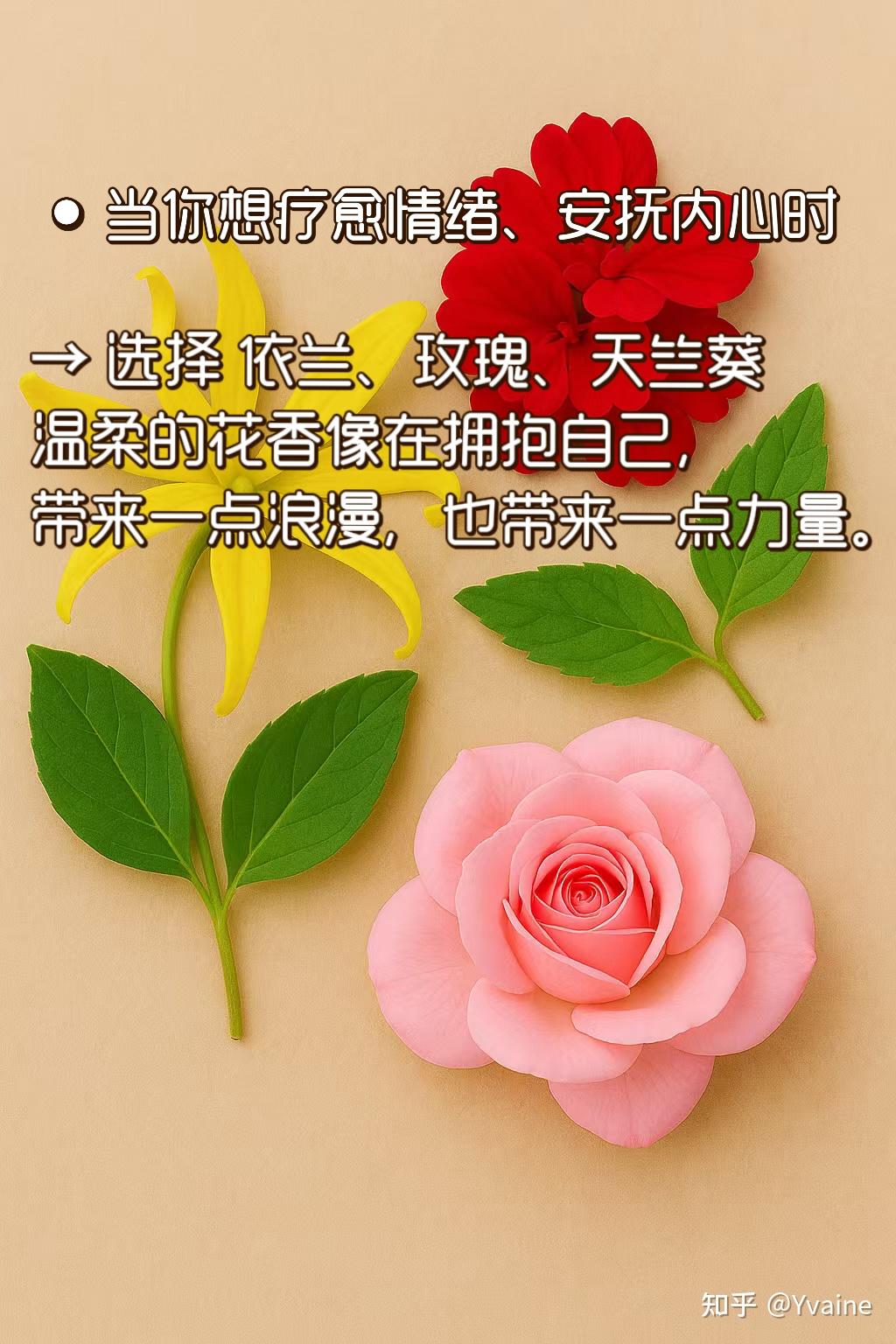 依兰依兰只是催情精油？科学解释为什么它“催”的也是放松 - 知乎