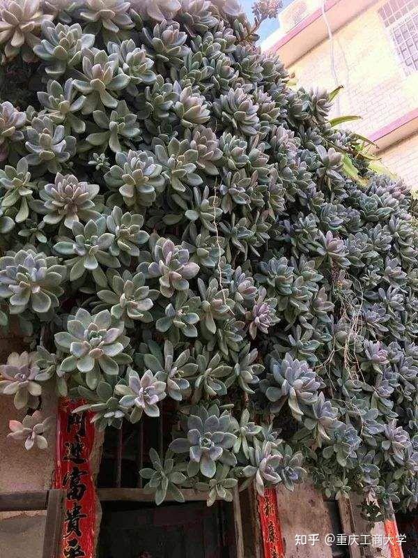 #值得推荐的40种多肉 10.冬美人 皮实耐操的多肉的杰出代表,有人说多肉好养,十有八九是ta养过冬美人,因为冬美人一年四季零维护纯露养,从来 ...