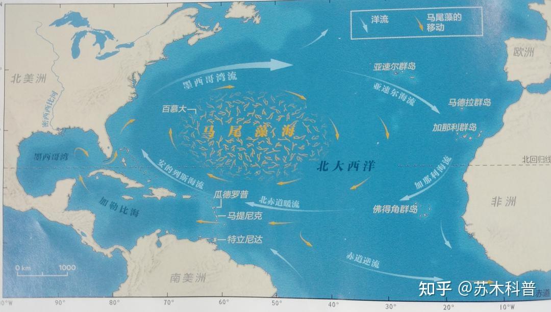 马尾藻海据说是地球上最危险的海，透明度达72米，为什么无人敢踏足？ 知乎 