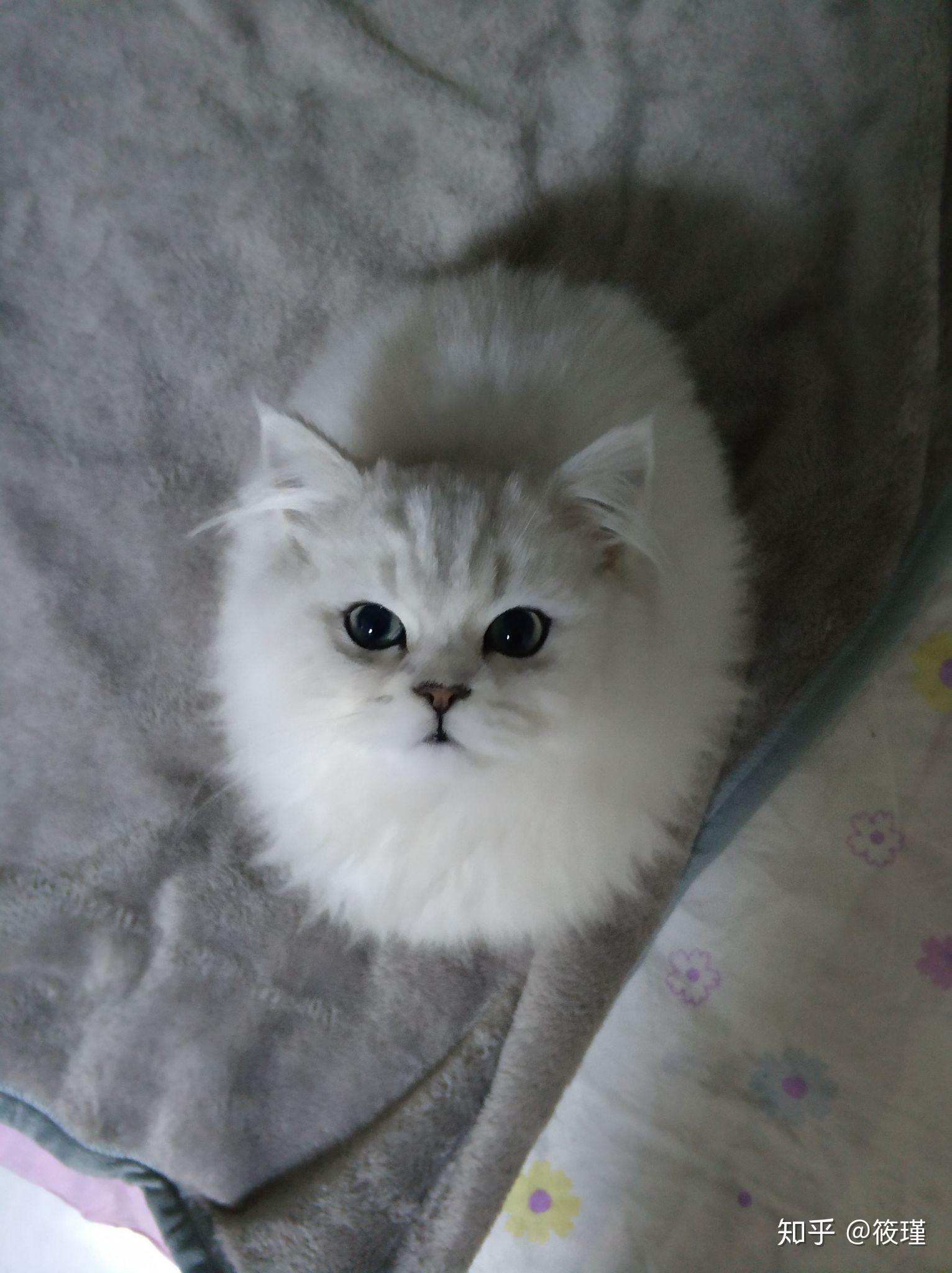 捡了一只银渐层的长毛猫怎么区分是什么品种