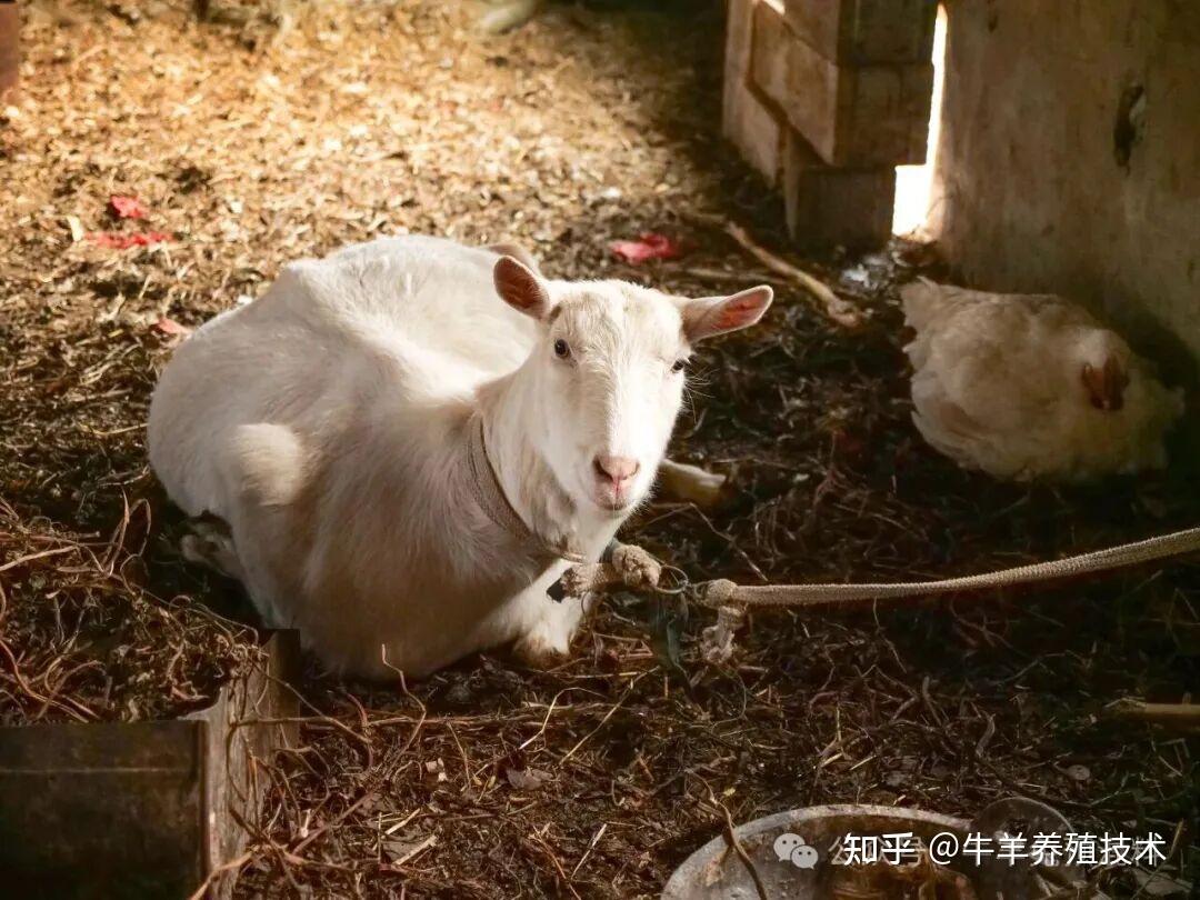 母羊怀孕期咋管理？盯紧这2个阶段，成活率能提一大截！ - 知乎