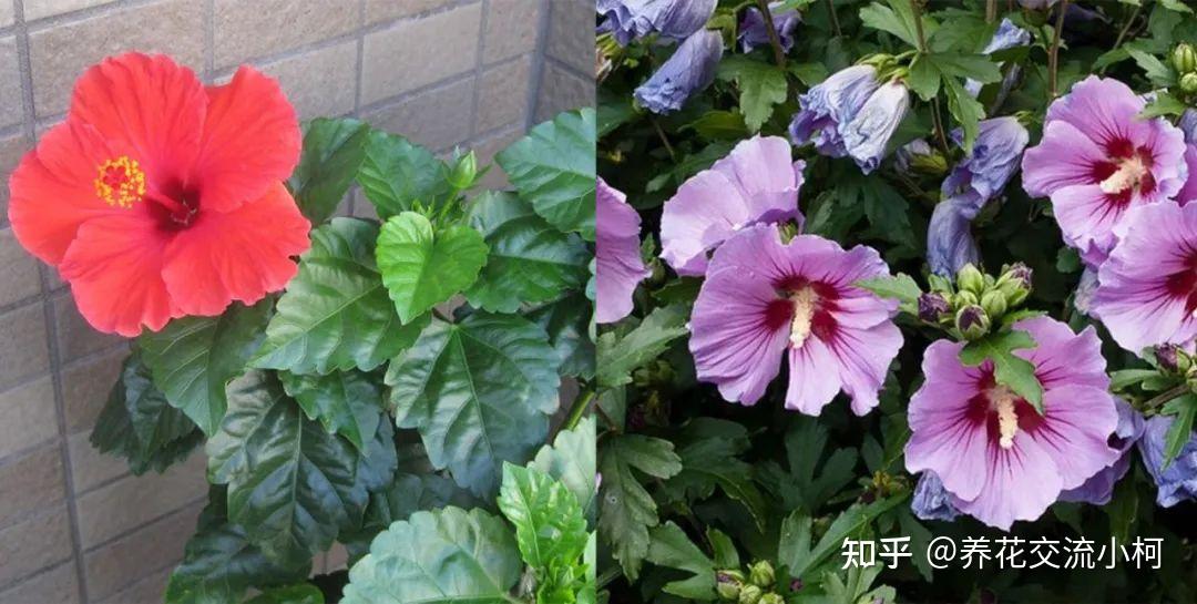 很多人养不好朱瑾,别人露养户外却可常年开花,环境太关键了 - 知乎