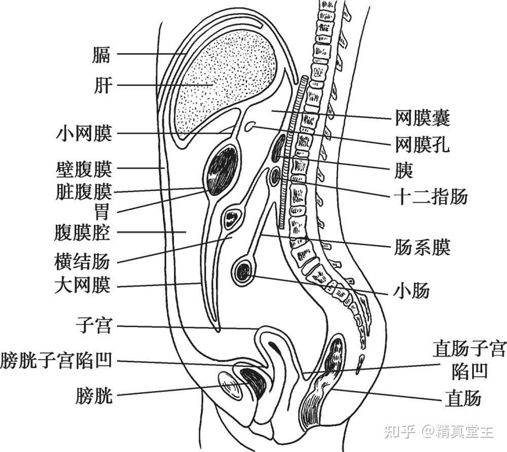 回盲部在人体什么位置