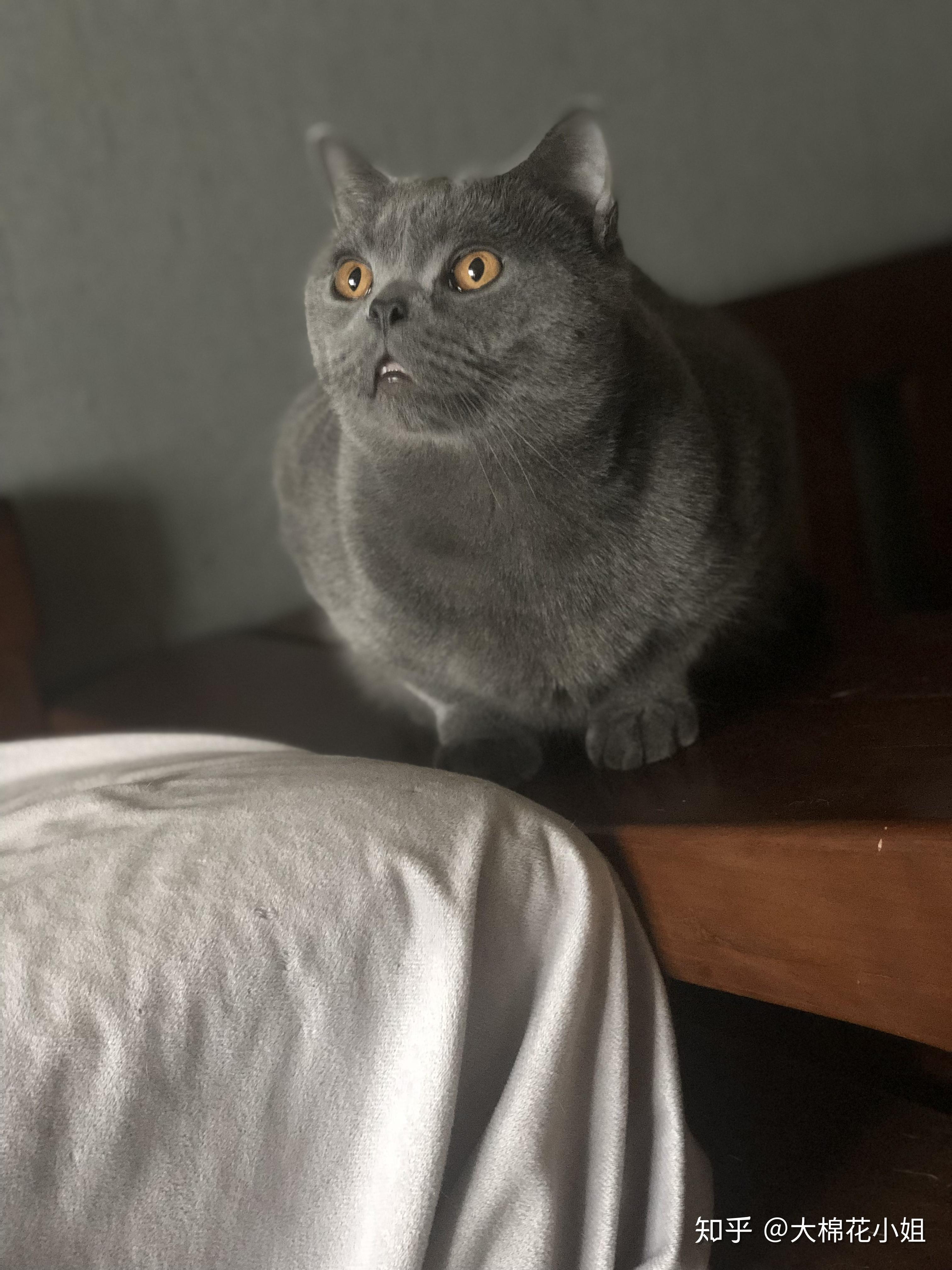 猫咪尴尬期有多尴尬