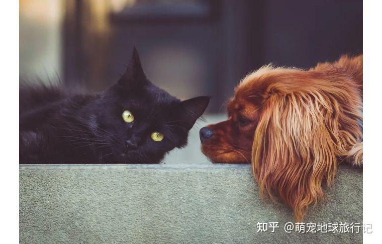 你适合养什么猫:猫狗双全【室内篇】 - 知乎