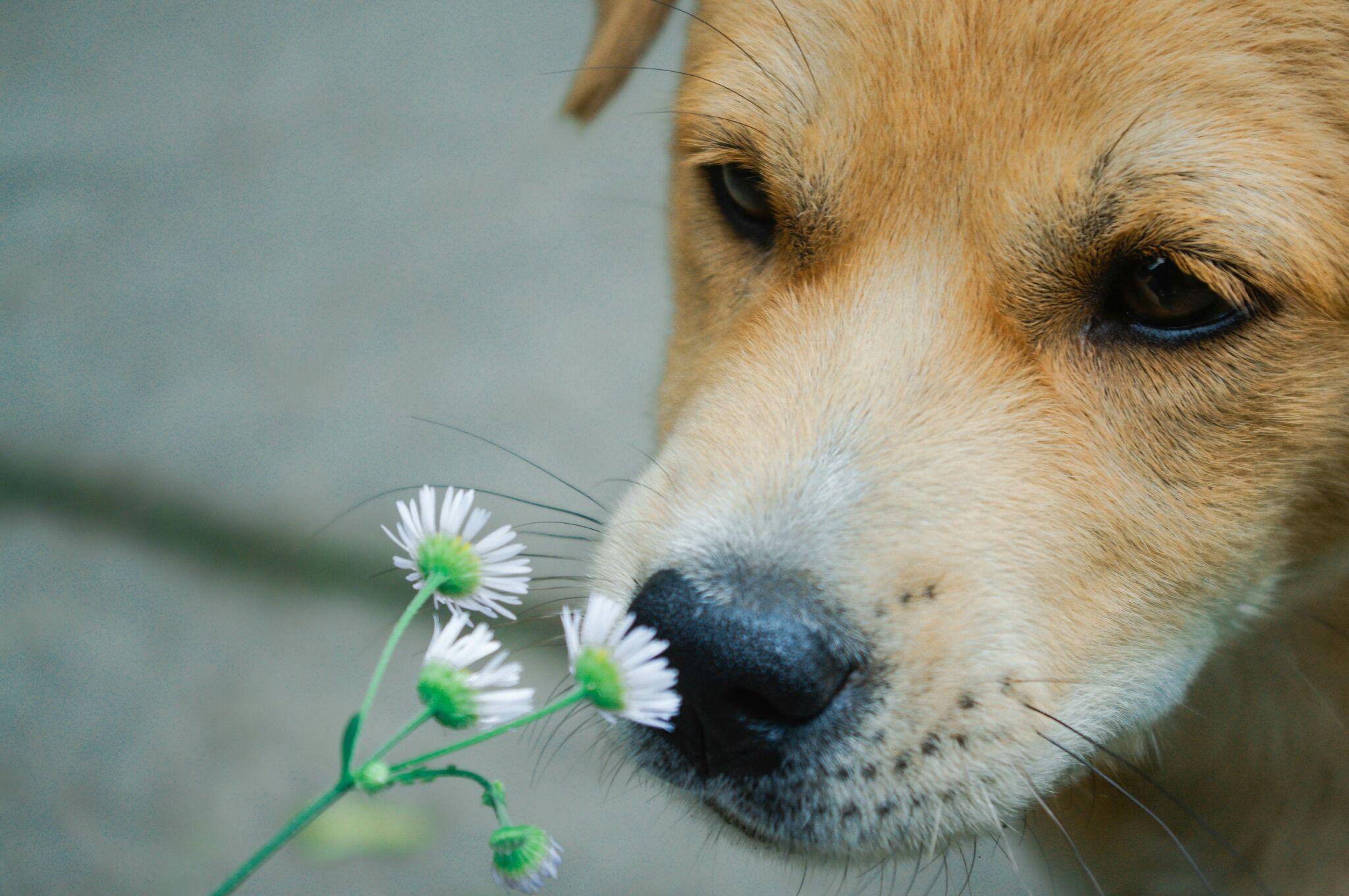 中华田园犬的颜值可以多高?