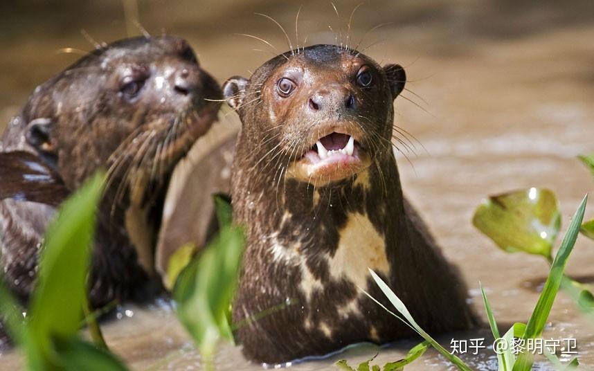 傳說中的水猴子這種神秘生物真的存在嗎?