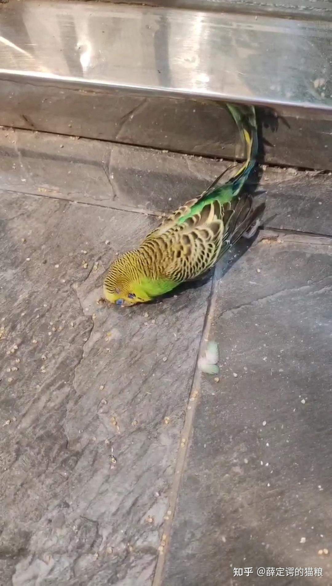 你们养过的鹦鹉都是怎么死的
