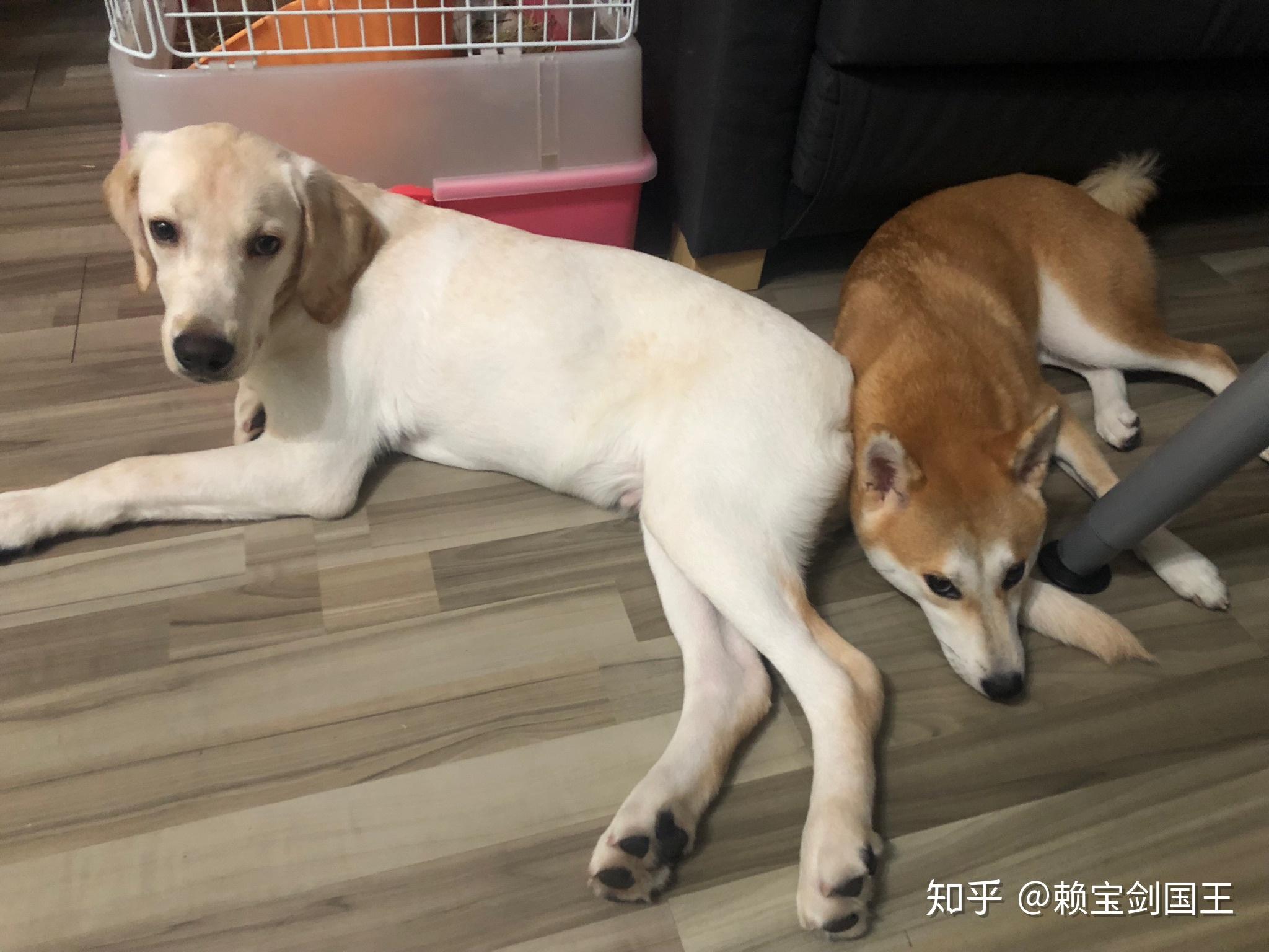 柴犬和拉布拉多一起养怎么样? - 知乎