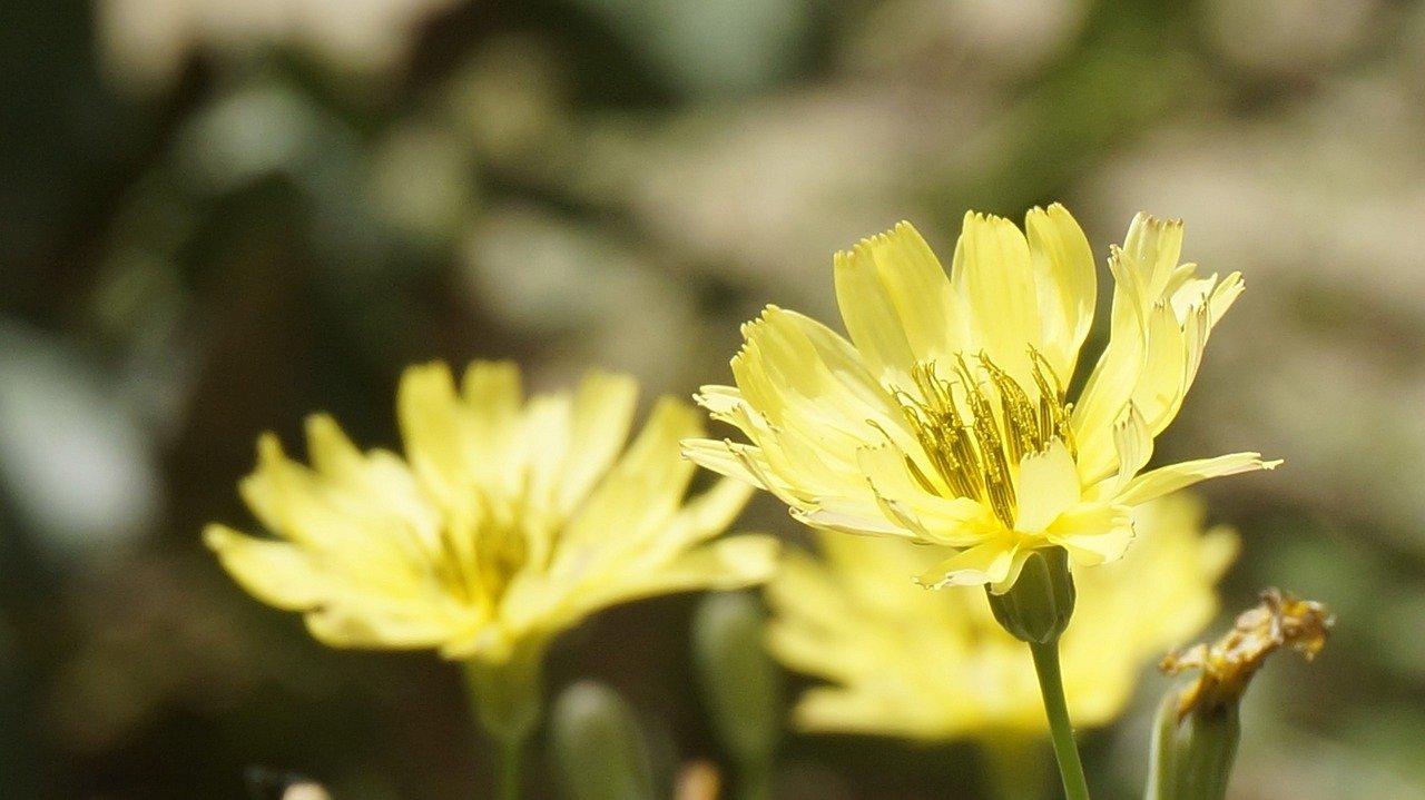 2. 菊花分类大全