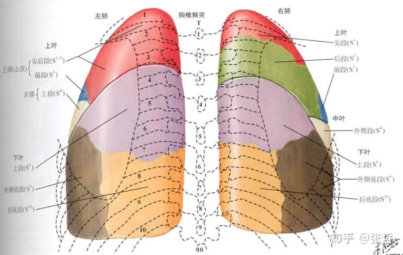 肺的分叶图图片