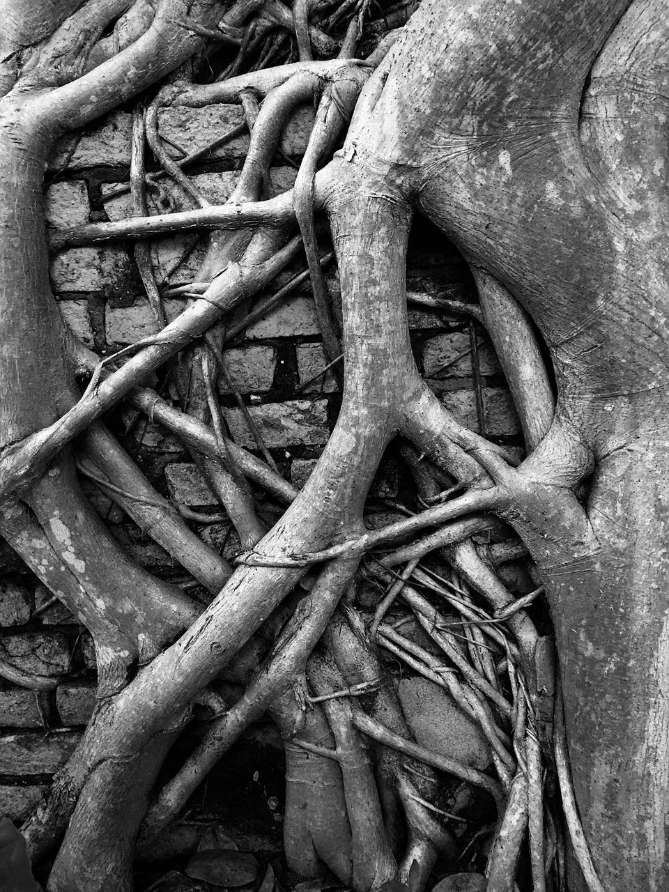 3. 切除腐烂部分