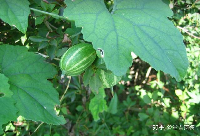 立夏的第三候是"王瓜生",请问王瓜是什么瓜?