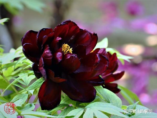中国传统色彩：殷红 - 知乎