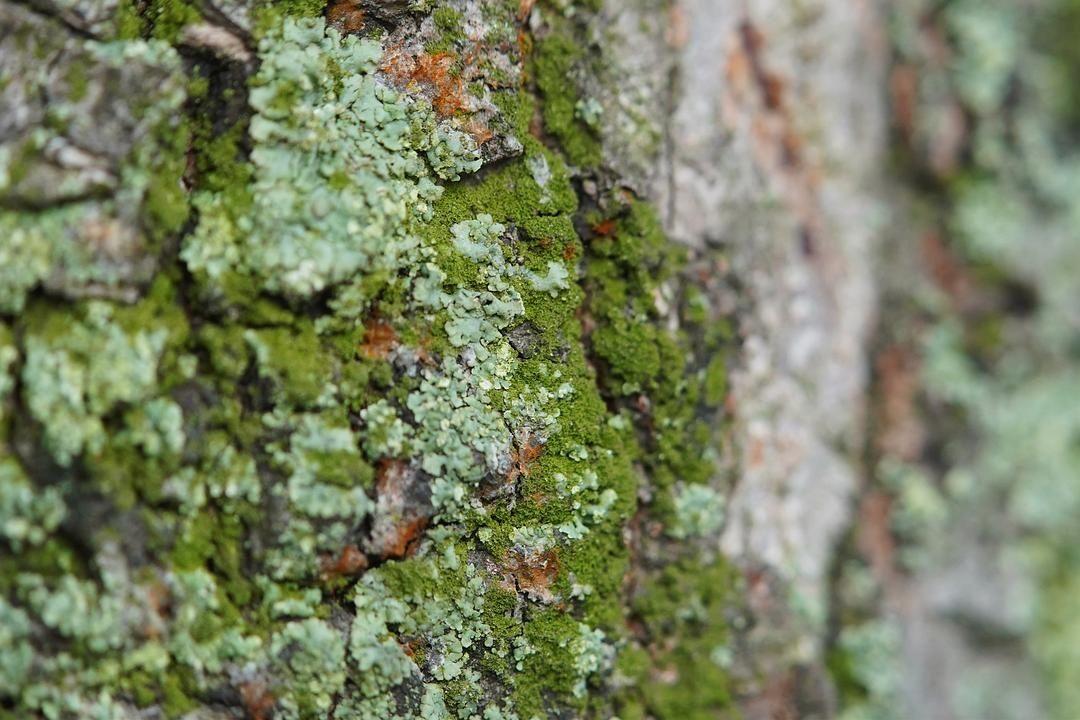 树皮上的绿霉是什么?