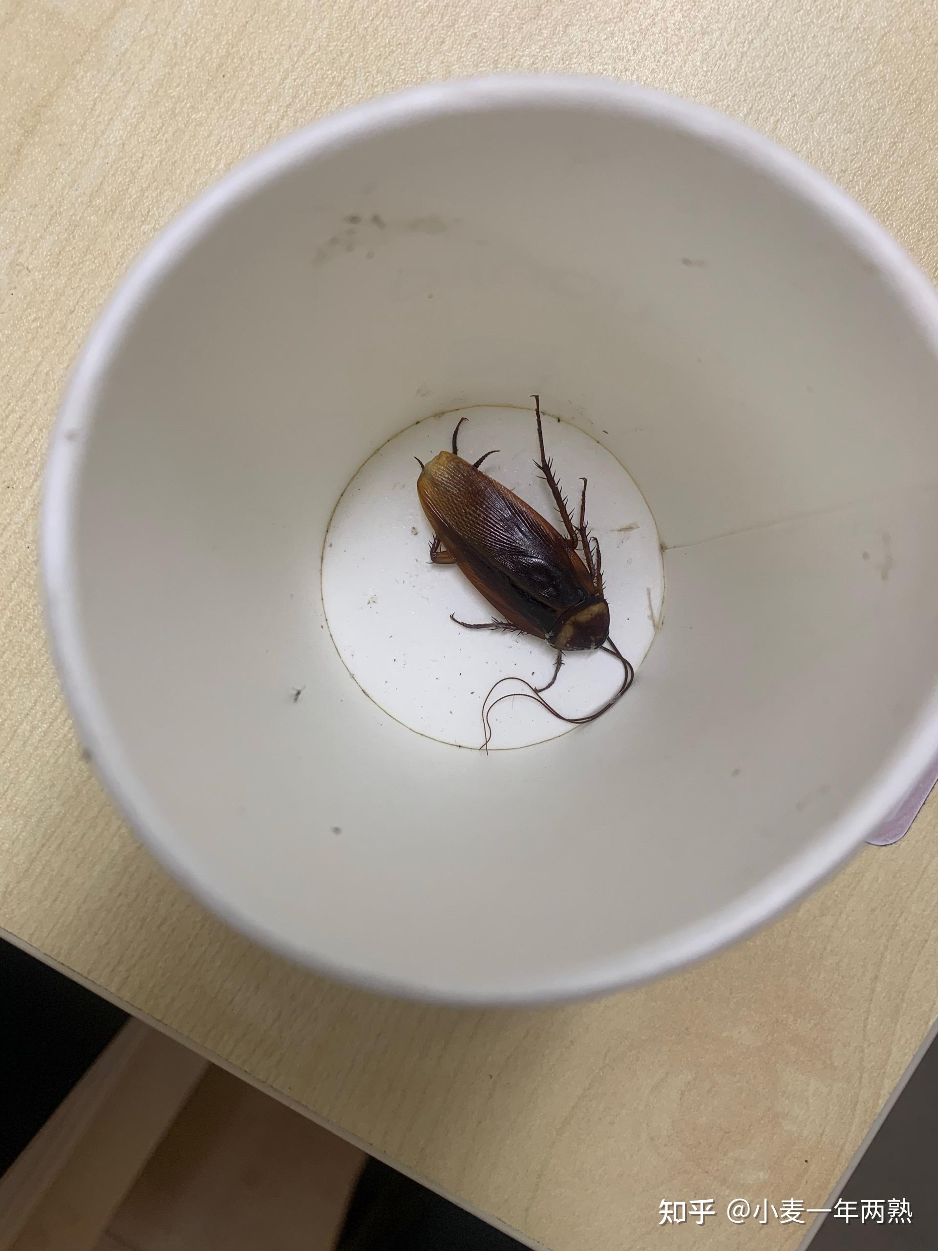 你真实见过最大的蟑螂有多大? - 知乎