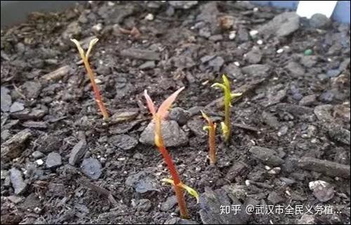 家里种盆荔枝盆栽,你也能“日啖荔枝三百颗” - 知乎