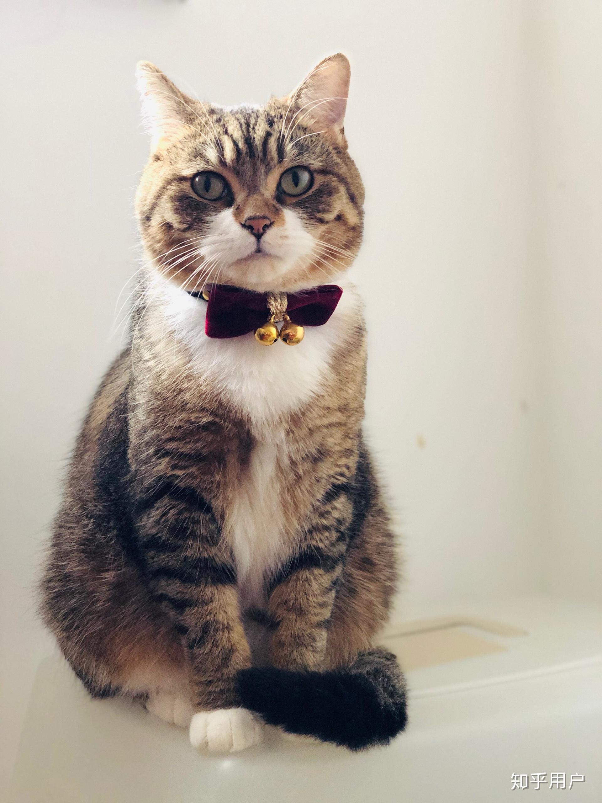 可以晒一下你家的白手套猫咪吗