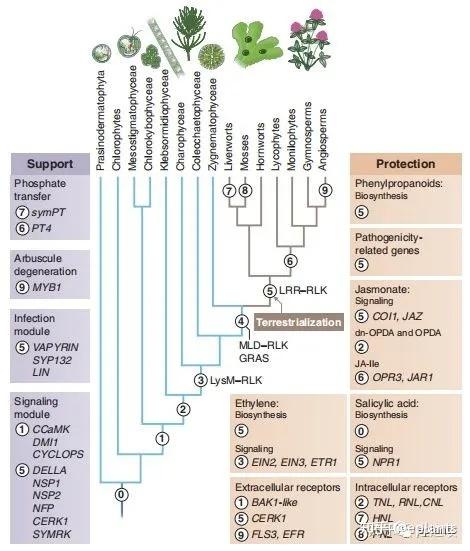 8篇Cell、Nature、Science文章，盘点全球植物-微生物共生领域的重要突破 - 知乎