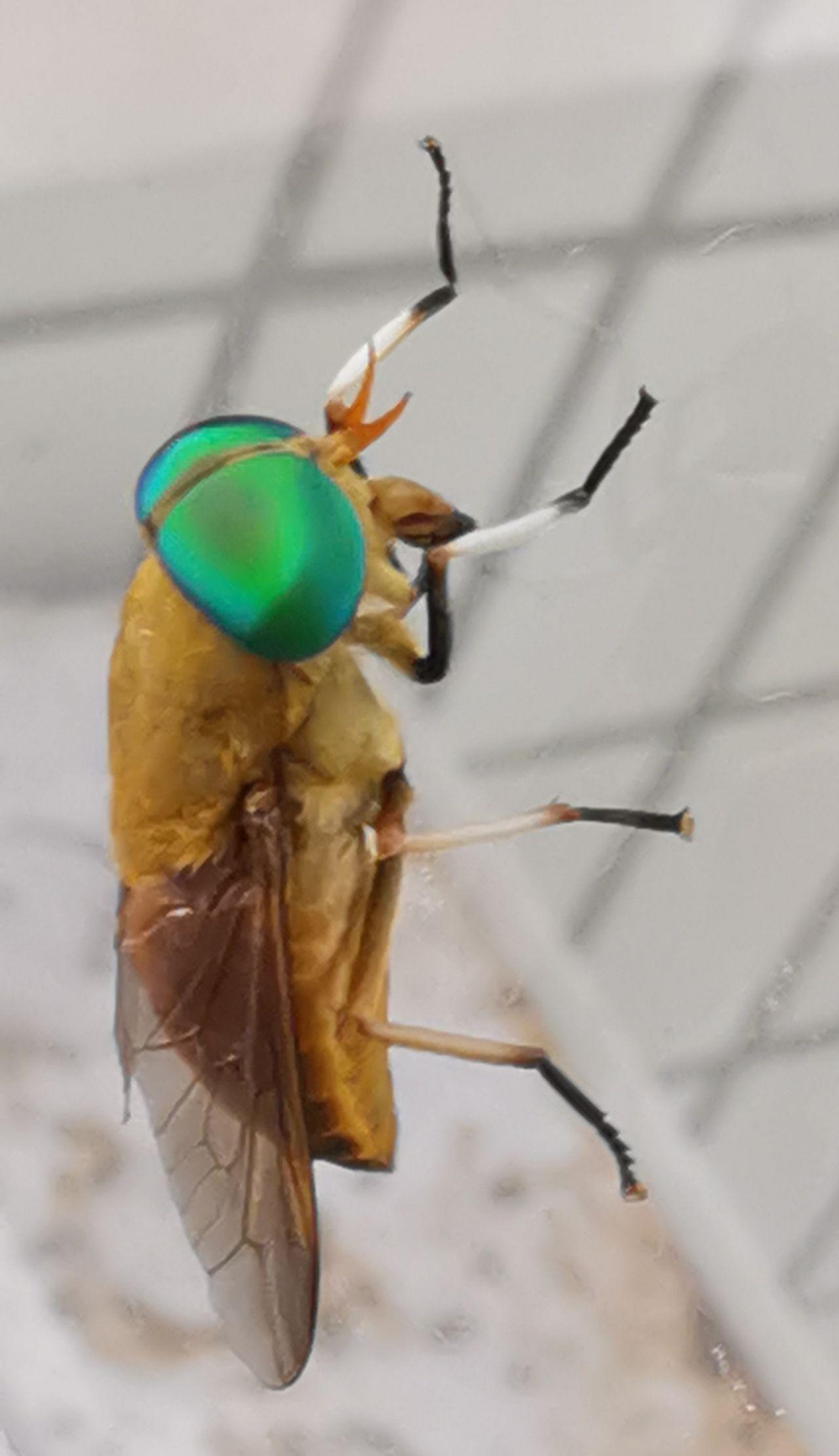 怎么分辨双翅目的蚊,蝇,虻,蚋,蠓? - 知乎