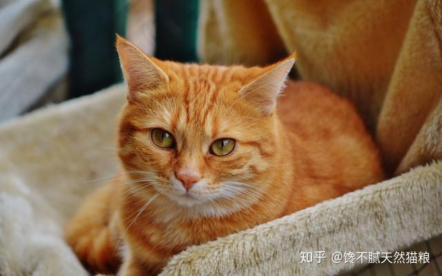 中国田园猫常见的有哪些?你都认识吗? - 知乎