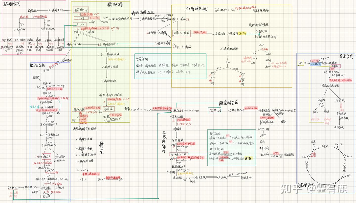 生化代谢总图 - 知乎
