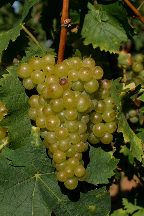 麝香葡萄酒怎么样