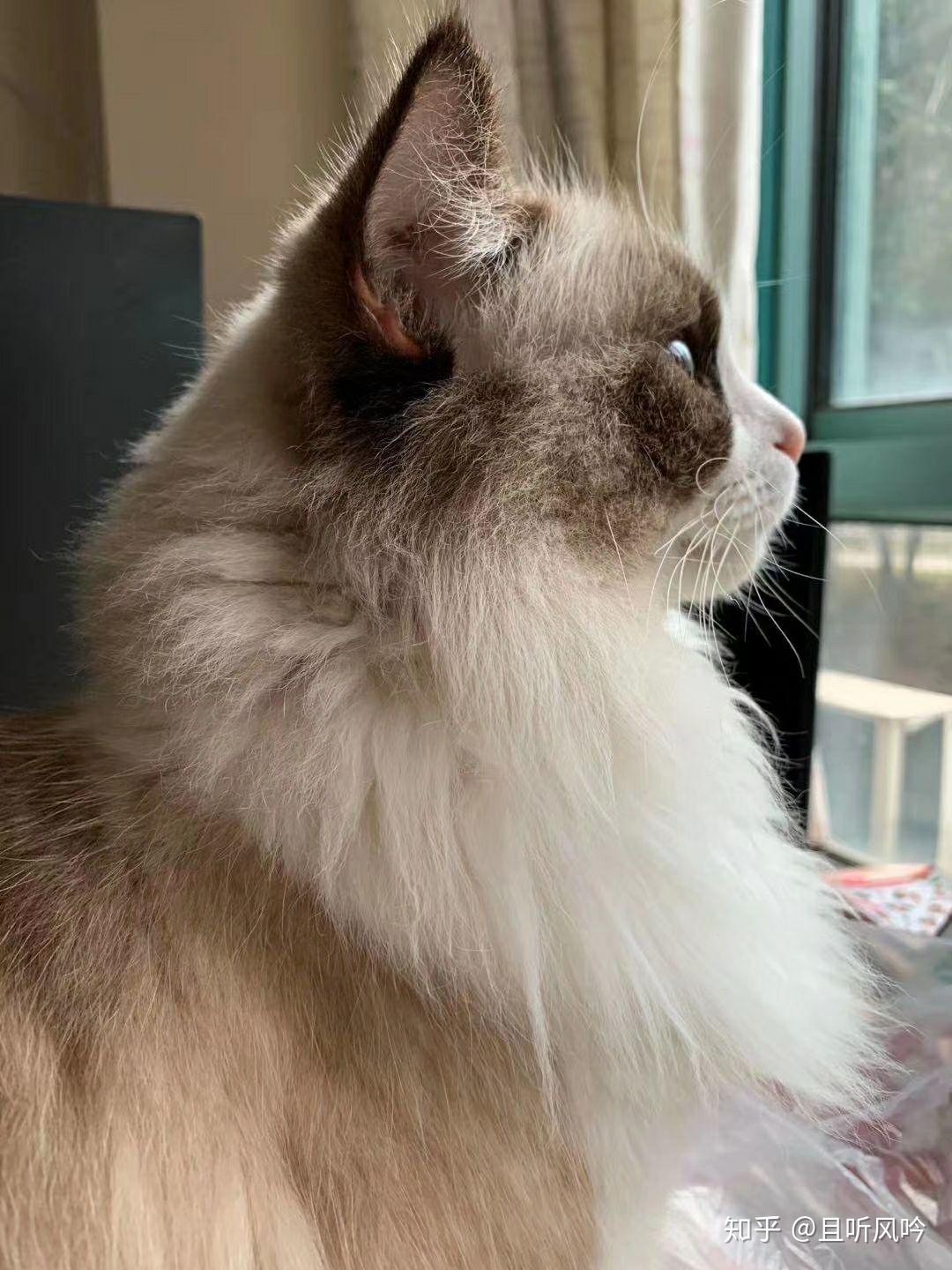 猫咪的侧脸有多可爱? - 知乎