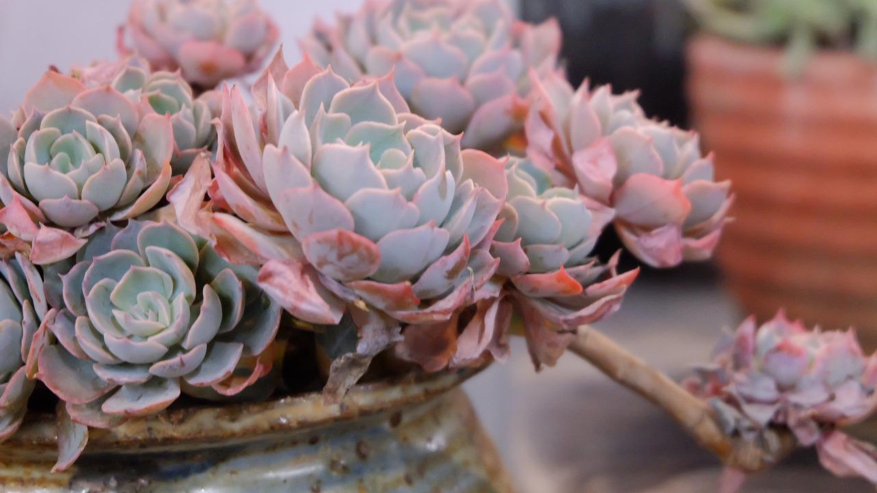 4. 美观创意盆具