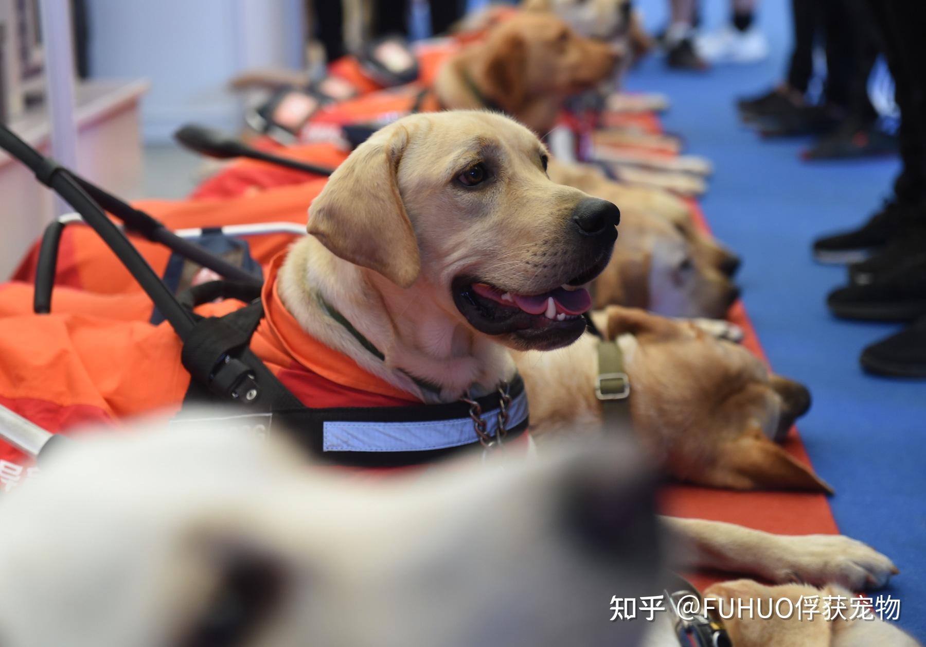 盲人的眼睛,导盲犬是怎么来的? - 知乎