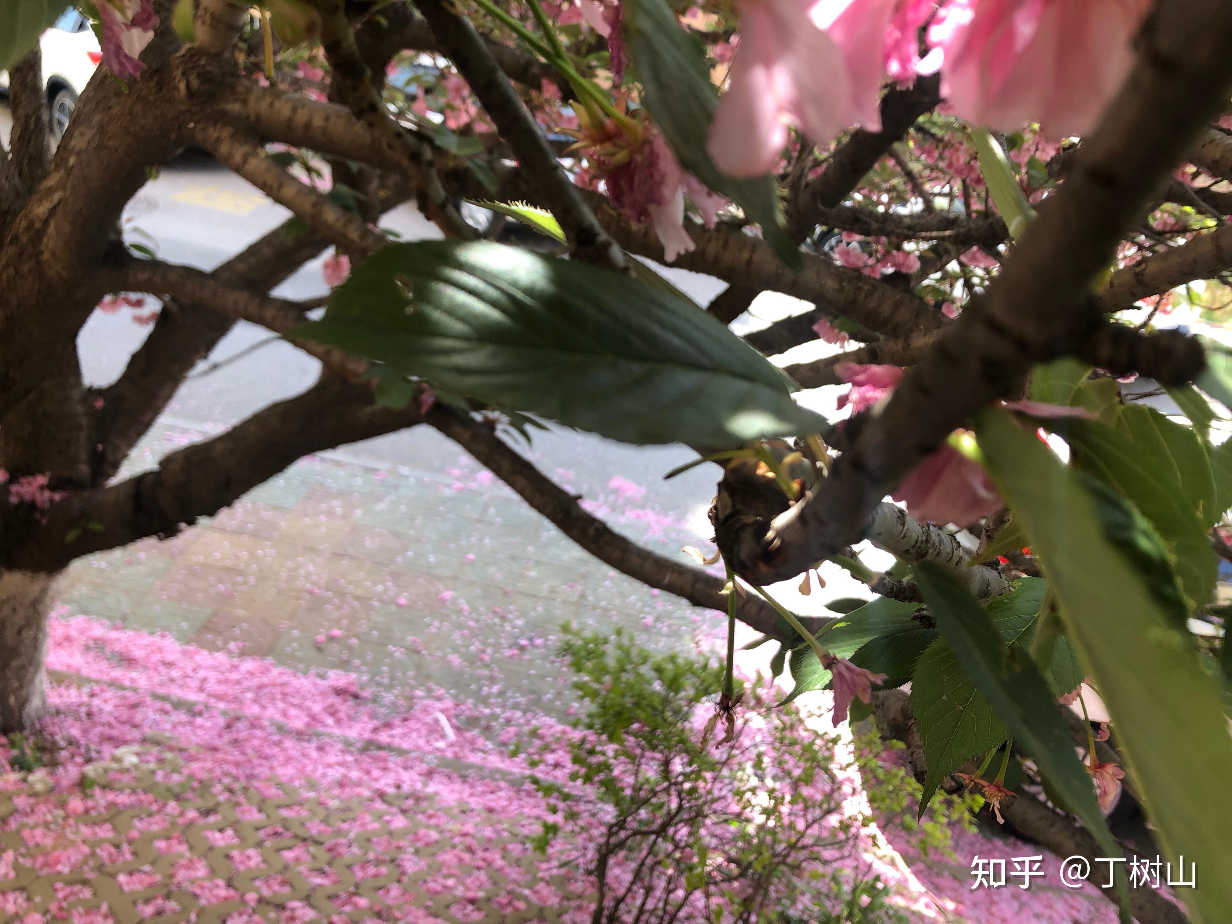 七律:暮春感怀 - 知乎
