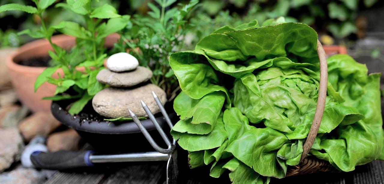 菠菜什么时候种植