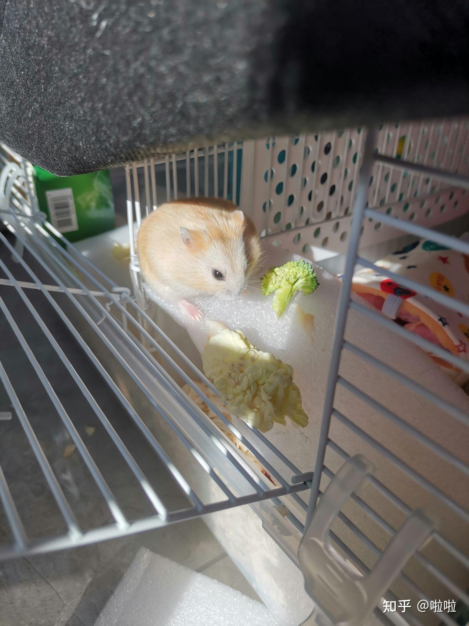 仓鼠布丁为什么毛色变黑变灰了