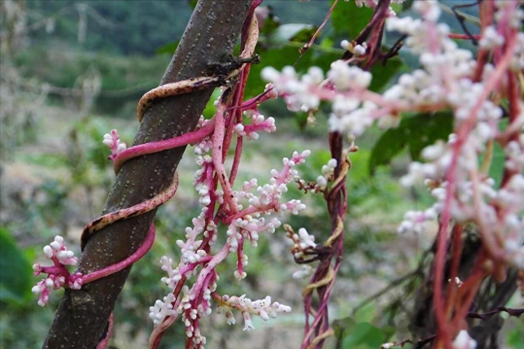 菟丝花和女萝草图片