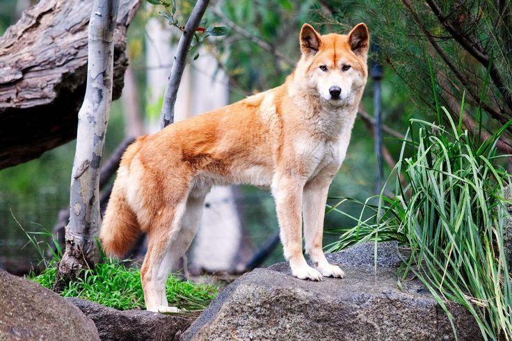 澳洲野狗和中华田园犬图片