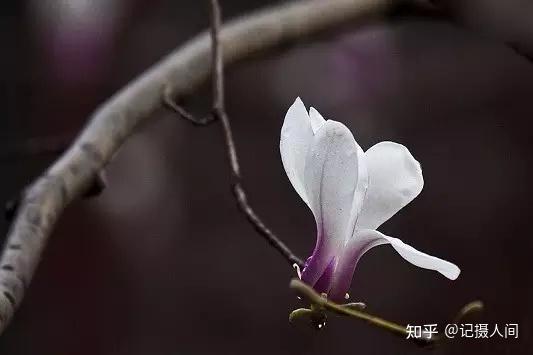 春季北京到哪儿可以观赏玉兰花?您就去这几个地方 - 知乎