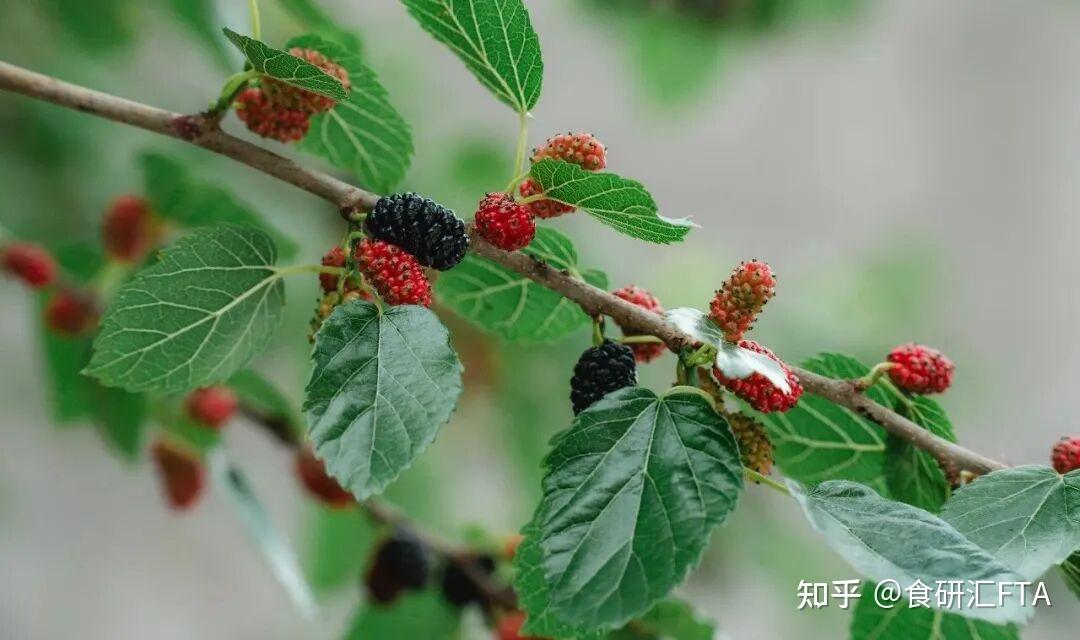 这味“神仙叶”泡水喝，可以降三高！ - 知乎