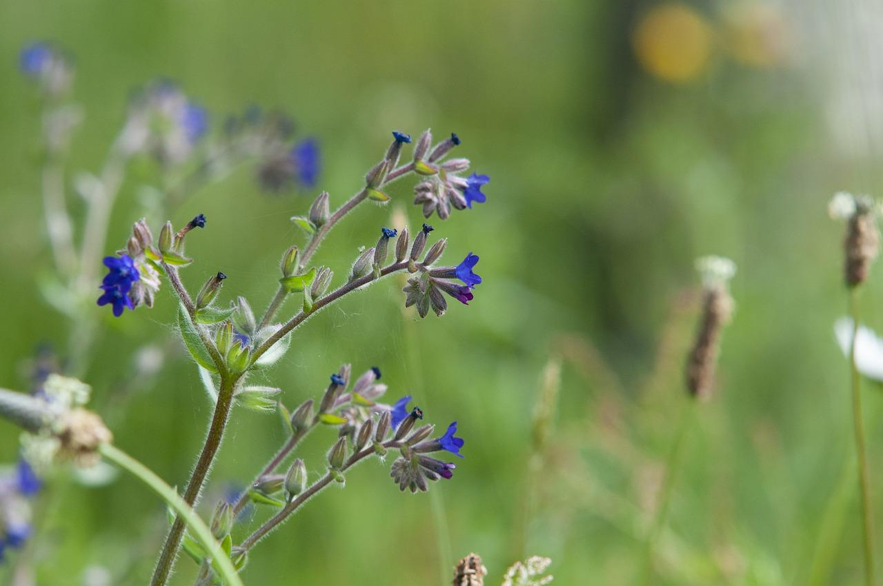 1. 炖汤用白茅根