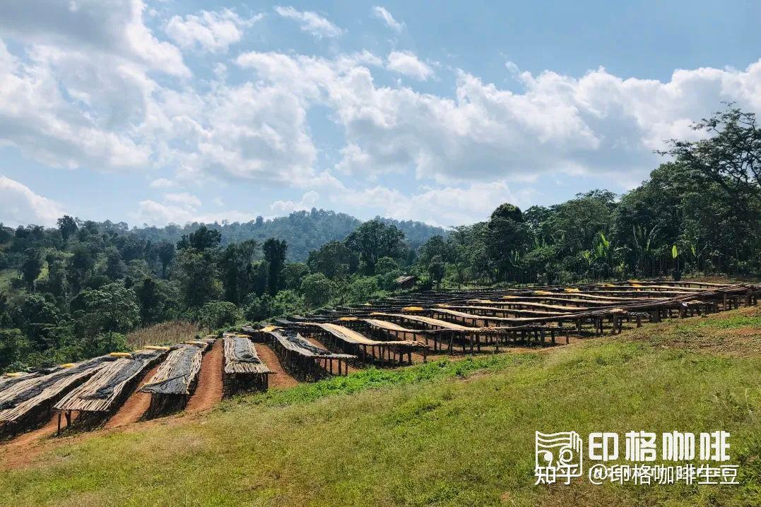上新 | 埃塞俄比亚新产季西达摩CoE获奖产区精选豆，升级豆单的性价比之选！ - 知乎