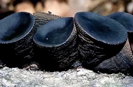 自然界有黑色的蘑菇吗?有毒吗?-时尚百科