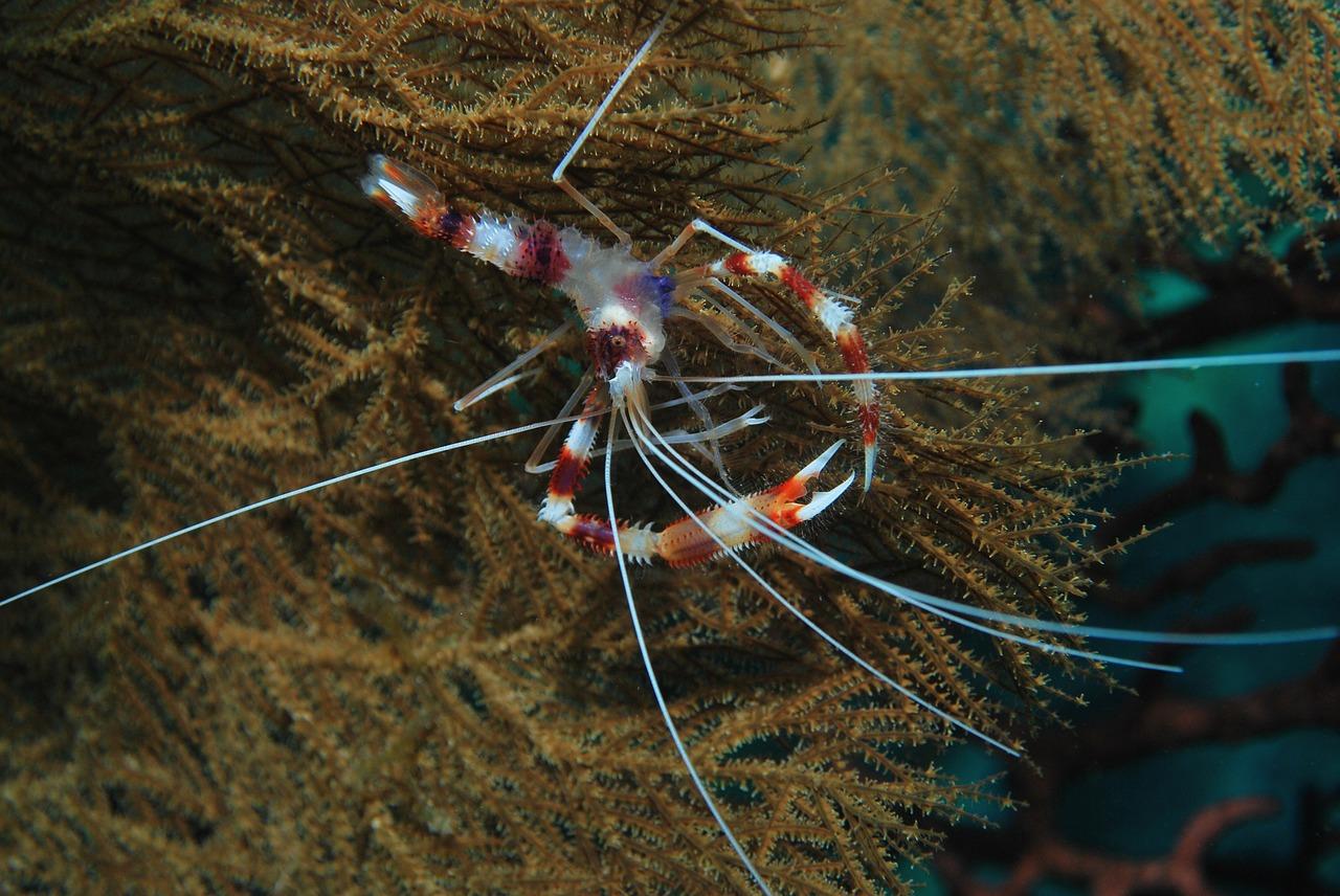 螃蟹的社交生活