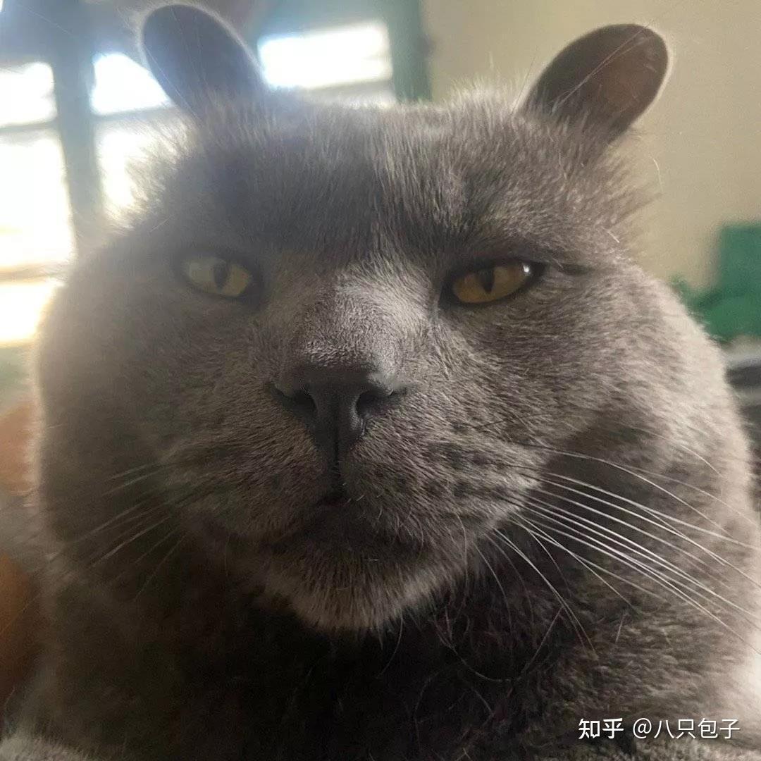 想看看丑丑的小猫咪有哪些丑萌丑萌的猫猫图看嘛