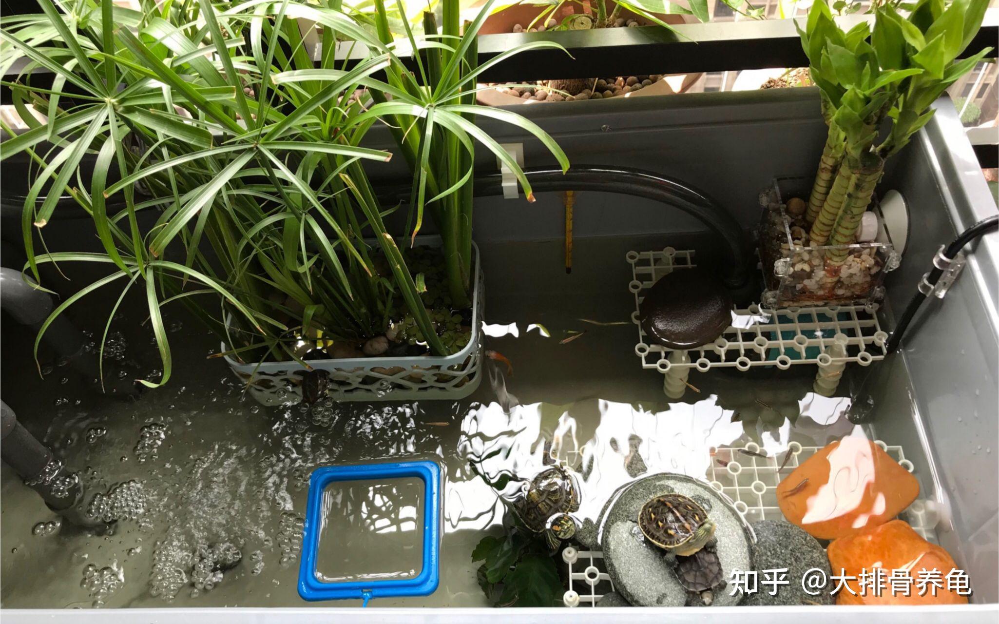 买乌龟养的话该买小小小乌龟还是一只稍微长大的